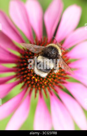 Abeille sur fleur. Bourdon à queue blanche (Bombus lucorum), sur une fleur d'échinacée rose en été - août. ROYAUME-UNI Banque D'Images