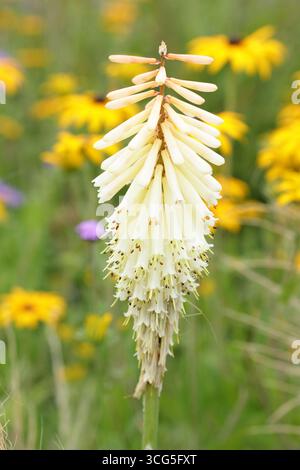 Kniphofia. Kniphofias. Kniphofia Toffee Nosed, plante Red Hot Poker, portant des pointes de fleurs tubulaires teintées de couleur roussette crémeuse à la fin de l'été. ROYAUME-UNI Banque D'Images
