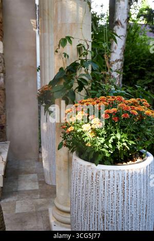 Chrysanthèmes orange vif dans un pot blanc texturé près de colonnes de pierre. La lumière du soleil améliore les couleurs chaudes de l'automne, créant un extérieur confortable et élégant Banque D'Images