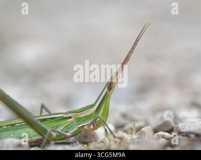 Sauterelle au nez / sauterelle méditerranéenne à face oblique (Acrida ungarica) Close up, province de Zadar, Croatie, septembre. Banque D'Images
