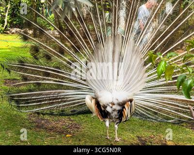 Vue arrière d'un paon présentant des plumes entièrement étalées. Perspective arrière, détails de queue et symétrie de plumage créant une observation unique de la faune Banque D'Images