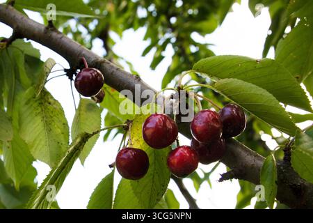 Gros plan de deux cerises rouges mûres suspendues sur une branche d'arbre avec des feuilles vertes fruits biologiques naturels et concept de récolte d'été Banque D'Images