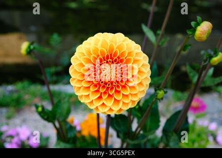 Dahlia fleuri parfait, pétales orange et jaune, plusieurs bourgeons, vannes, France Banque D'Images