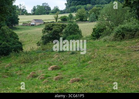 Cotswolds, Angleterre, Royaume-Uni Ant Hills of Yellow Meadow fourmis, Lasius flavus, entre Naunton et Upper Slaughter. Banque D'Images