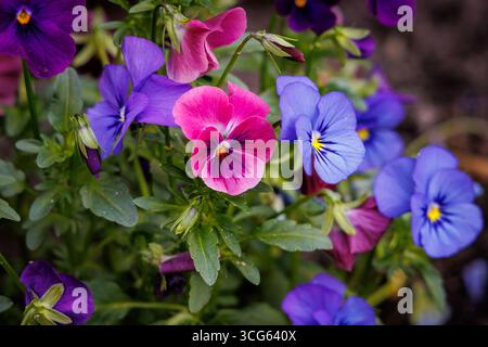 Gros plan sur une fleur de pensées dans le jardin, Pologne Banque D'Images