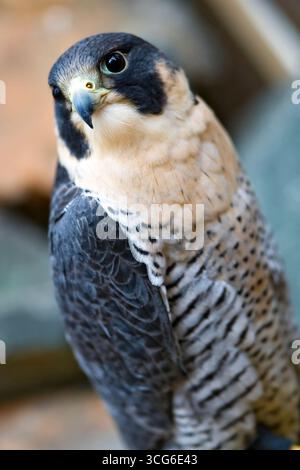 Le Faucon pèlerin (Falco peregrinus), également connu simplement sous le nom de Peregrin, et historiquement aussi sous le nom de « Faucon de canard » en Amérique du Nord, est un cosmopolite Banque D'Images