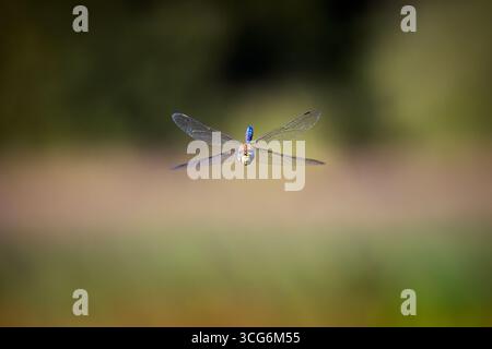 Une libellule empereur (Anax imperator) au lac Bold Mere sur Ockham Common, Surrey, au sud-est de l'Angleterre Banque D'Images