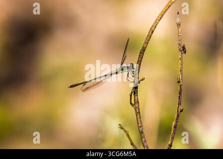 Un damselfly d'émeraude (Lestes sponsa) et une mouche au repos perchée sur un roseau à Heather Farm Wetland, Horsell Common, Woking, Surrey en été Banque D'Images