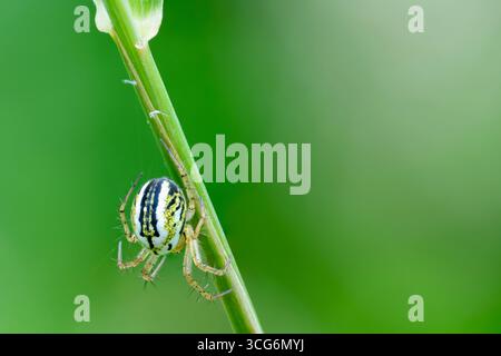 France - Toulouse - tisserand orbe de marais de petite taille (Mangora acalypha) - abdomen rayé de citron vert sur tige, sangle délicate dans les verts aérés Banque D'Images