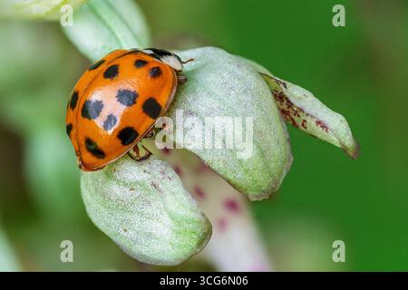 France - Toulouse - coccinelle arlequin (Harmonia axyridis) - forme orange avec des taches noires reposant sur une bractée d'orchidée Banque D'Images