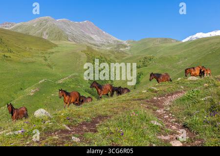 Beaux chevaux de baie courant librement à travers les champs des montagnes du Caucase à Stepantsminda, Géorgie Banque D'Images