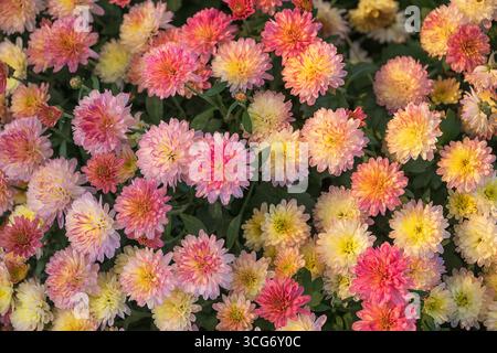 Vue de dessus des mamans d'automne roses et jaunes ou fleurs de chrysanthème Banque D'Images