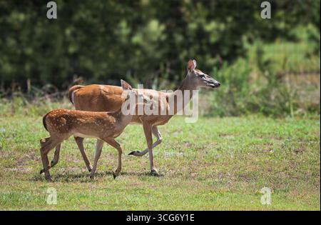 Cerf de Virginie, faon et mère se promenant ensemble dans un champ d'été au Texas Banque D'Images