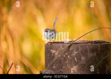 portrait d'une femme wren de fée en gros plan Banque D'Images
