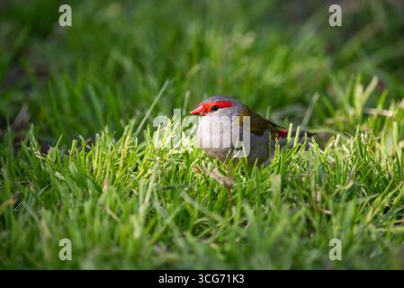 portrait d'un finch sourd rouge en gros plan Banque D'Images