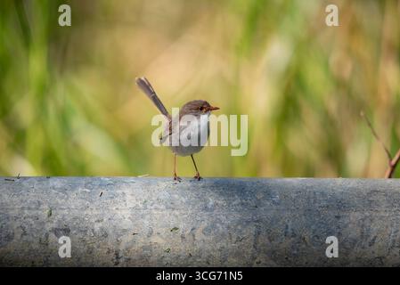 portrait d'une femme wren de fée en gros plan Banque D'Images