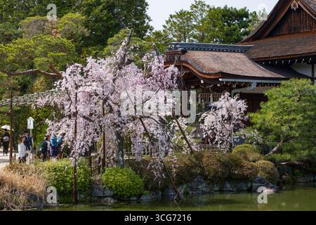Cerisiers japonais en fleurs sur la rive de l'étang de Seiho-IKE dans le jardin du sanctuaire de Heian, Sakyo Ward, Kyoto, Kansai, Honshu, Japon Banque D'Images