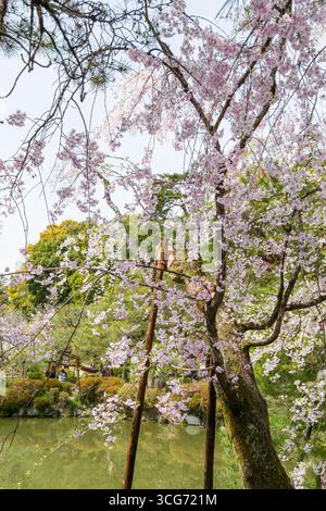 Cerisiers japonais en fleurs sur la rive de l'étang de Seiho-IKE dans le jardin du sanctuaire de Heian, Sakyo Ward, Kyoto, Kansai, Honshu, Japon Banque D'Images