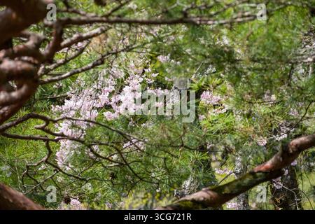 Cerisiers japonais en fleurs sur la rive de l'étang de Seiho-IKE dans le jardin du sanctuaire de Heian, Sakyo Ward, Kyoto, Kansai, Honshu, Japon Banque D'Images