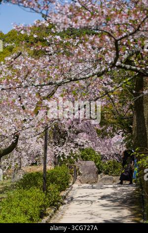 Cerisiers japonais en fleurs dans Heian Shrine Garden, Sakyo Ward, Kyoto, Kansai, Honshu, Japon Banque D'Images