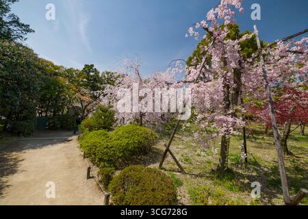 Cerisiers japonais en fleurs dans Heian Shrine Garden, Sakyo Ward, Kyoto, Kansai, Honshu, Japon Banque D'Images