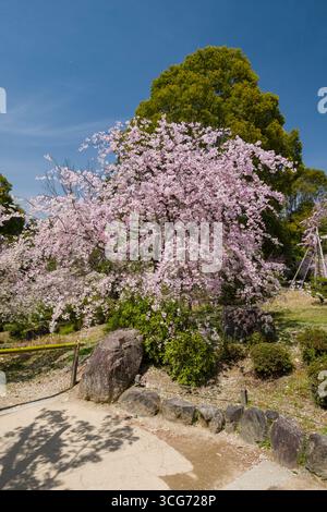 Cerisiers japonais en fleurs dans Heian Shrine Garden, Sakyo Ward, Kyoto, Kansai, Honshu, Japon Banque D'Images