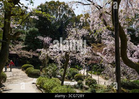 Cerisiers japonais en fleurs dans Heian Shrine Garden, Sakyo Ward, Kyoto, Kansai, Honshu, Japon Banque D'Images