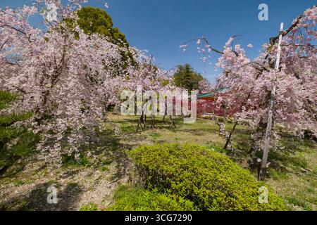 Cerisiers japonais en fleurs dans Heian Shrine Garden, Sakyo Ward, Kyoto, Kansai, Honshu, Japon Banque D'Images