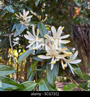 Fleurs parfumées de buis (Xanthophyllum fragrans), arbre de forêt tropicale endémique de la région de Daintree dans le nord-est du Queensland, Australie Banque D'Images