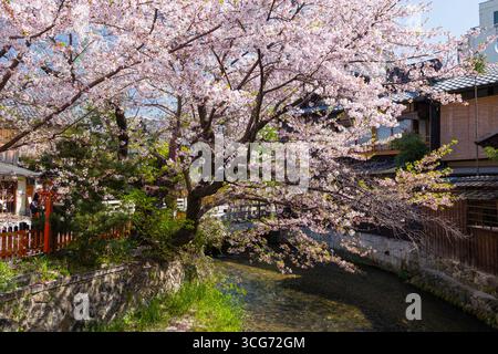 Cerisiers japonais en fleurs le long du canal Shirakawa, quartier de Higashiyama, Kyoto, Kansai, Honshu, Japon Banque D'Images