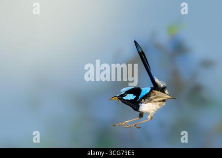 Oiseau bleu en vol tenant insecte sur fond flou Banque D'Images