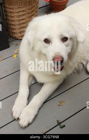 grand portrait de chien blanc Banque D'Images