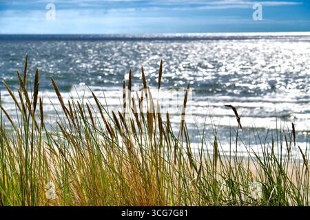 Scène côtière sereine avec des herbes dunes dorées se balançant doucement, les vagues étincelantes de l'océan scintillant sous un ciel bleu vif, évoquant la tranquillité Banque D'Images