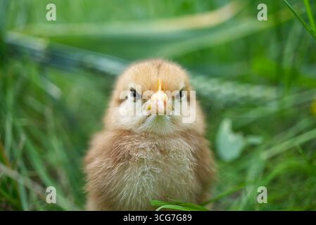 Gros plan d'un petit poussin adorable à l'expression intense et grincheuse, entouré d'herbe verte. Banque D'Images