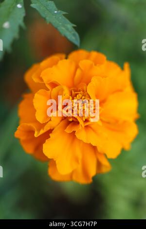 Fleur d'oranger de Tagetes patula, le souci français, de près dans le jardin Banque D'Images