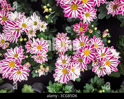 Gros plan sur les fleurs de chrysanthème « Armin » montrant des pétales roses et blancs éclatants et des détails floraux fins dans un jardin d'automne Banque D'Images