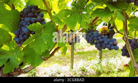 Raisins bleus mûrs sur une vigne avec des rayons de soleil à travers des feuilles vertes luxuriantes dans la nature Banque D'Images
