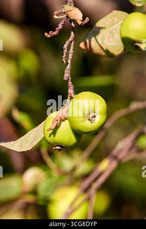 Image de deux pommes vertes mûrissant sur une branche de pommier Banque D'Images