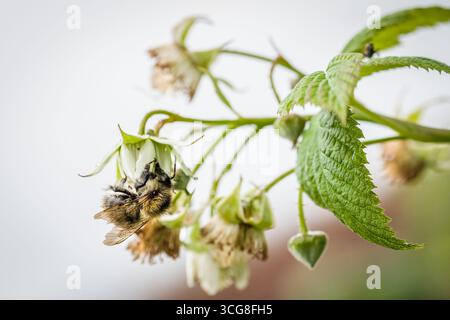 Un bourdon recueille le pollen d'une fleur de framboise dans un jardin en Allemagne au printemps. Banque D'Images