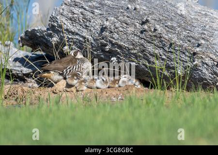 Une poule de canard à oreilles roses avec sa couvée de 6 jeunes poussins sur un nid de monticule caché contre un arbre tombé alors qu'elle les réchauffe dans le soleil de l'après-midi. Banque D'Images