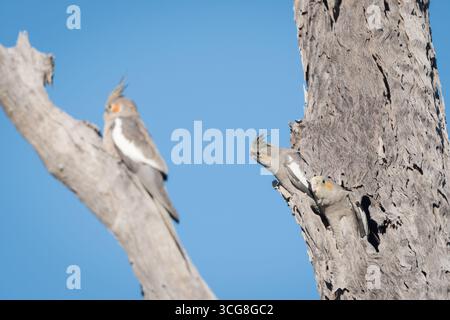 Les deux derniers, les jeunes cockatiels sont réticents à prendre leur premier vol comme l'a fait leur frère et sœur, perché sur une branche d'arbre voisine. Banque D'Images