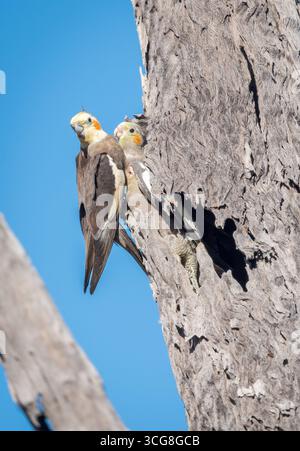 Les deux derniers, les jeunes cockatiels sont réticents à prendre leur premier vol naissant comme l'a fait leur frère et sœur, aussi dur que le père essaie de les encourager. Banque D'Images