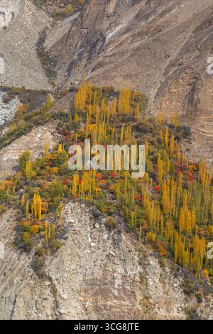 Vue d'arbres dorés et rouges accrochés au terrain accidenté et rocheux, témoignage de la résilience et de la beauté de la nature, Hunza Nagar, Gilgit Baltistan, Pakistan. Banque D'Images
