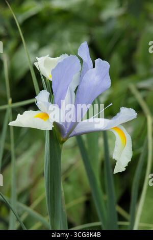 Iris Silvery Beauty, un iris hollandais, affichant des normes bleu pâle caractéristiques et des chutes blanches crémeuses avec des marques jaunes. ROYAUME-UNI Banque D'Images