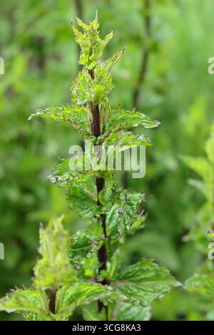 Mentha spicata var. crispa, plante d'herbe de menthe bouclée. ROYAUME-UNI Banque D'Images
