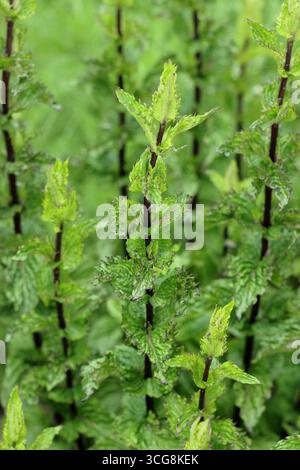 Mentha spicata var. crispa, plante d'herbe de menthe bouclée. ROYAUME-UNI Banque D'Images