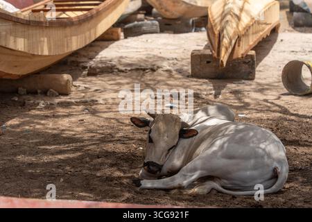 Dakar, Sénégal - 12 mai 2025 : vue d'une vache sereine de couleur crème repose paisiblement dans l'ombre des bateaux en bois à la plage de Soumbédioune, sous un soleil éclatant. Banque D'Images