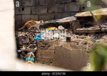 Dakar, Sénégal - 12 mai 2025 : vue d'un chat orange et blanc rôdant au sommet des décombres et des débris près de la plage de Soumbédioune, fouillant au milieu des ruines. Banque D'Images