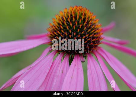 Fleur de Marguerite rose avec disque central épinglé et pétales tombants, photographiée avec des détails macro nets en utilisant une faible profondeur de champ et un arrière-plan doux. Banque D'Images