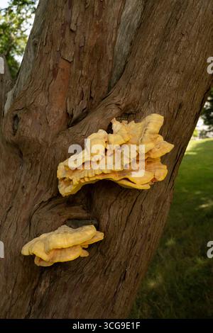 Poulet des bois : Laetiporus sulphureus. Cornwall. ROYAUME-UNI Banque D'Images